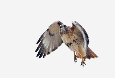 Startled Red-tailed Hawk Heads Skyward