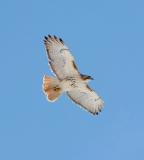 Adult Red-tailed Soars