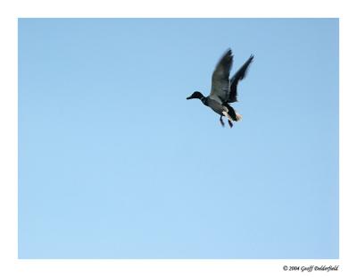 duck in flight