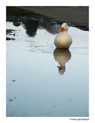 white duck in puddle