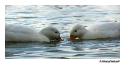 2 white ducks