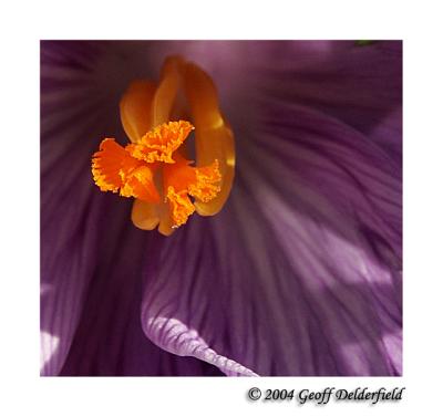 crocus