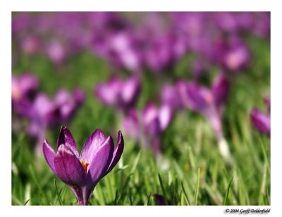 crocus