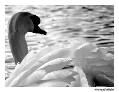 swan feathers