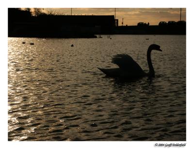 swan at sunset.jpg