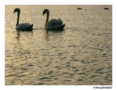 swans at sunset.jpg