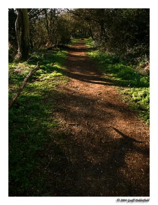 woodland path
