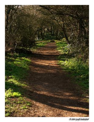 woodland path
