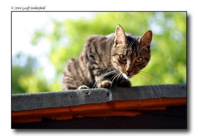 Joey on shed roof 2.jpg