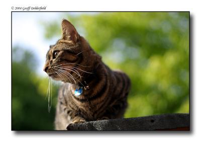 Joey on shed roof 4.jpg