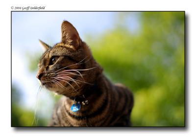 Joey on shed roof 5.jpg