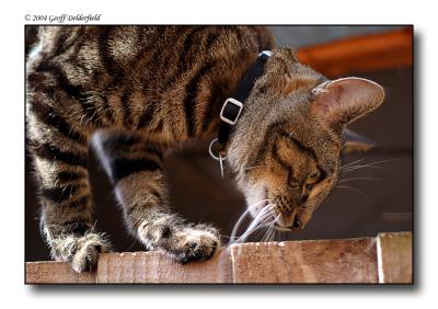 Joey walking along fence top.jpg