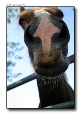 horse nose.jpg