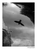 bird flying reflection in puddle