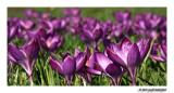 crocus