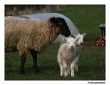 2 lambs and mother