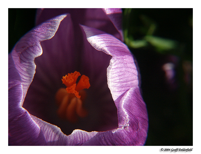 crocus