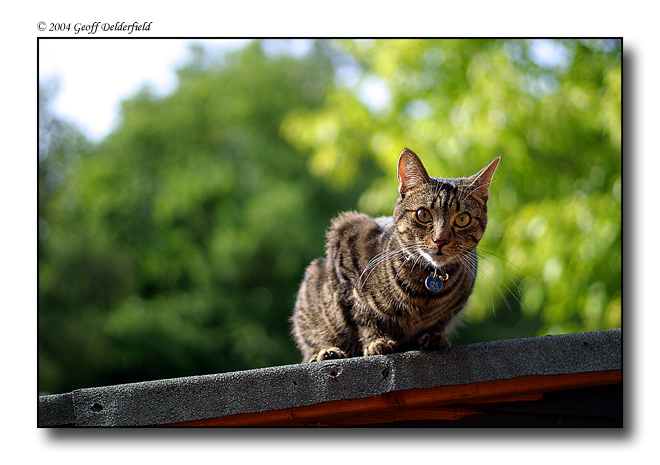 Joey on shed roof.jpg