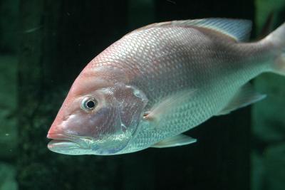 Red Snapper.jpg