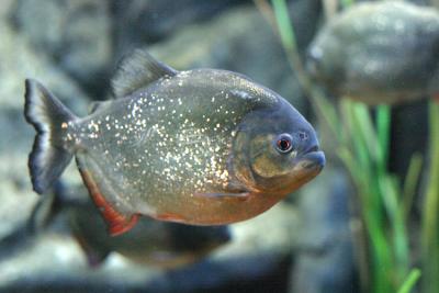 u40/bruce_j/medium/26075436.Piranha.jpg