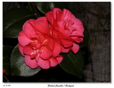 Flashed Camellia