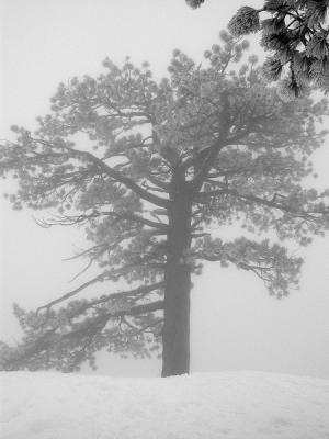 Snowy Tree