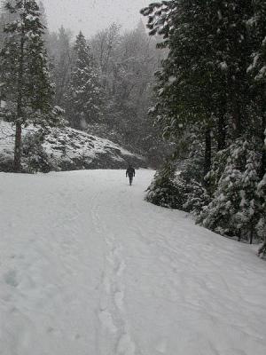 Next Day - Following Bill up the Mariposa Groves Road