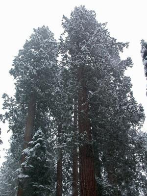 Giant Sequoias