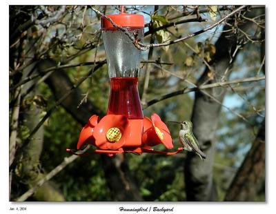 Hummingbird