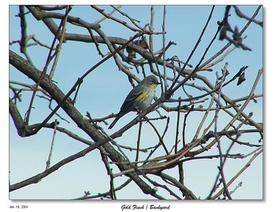 Gold Finch