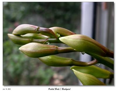 Orchid Buds