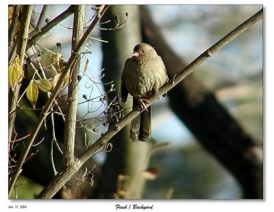 Finch