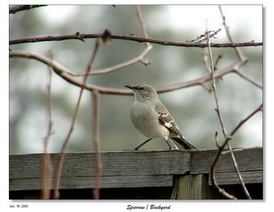 Sparrow
