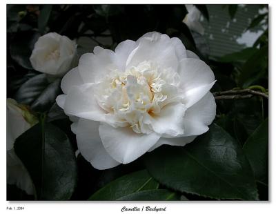 Camellia Blossom