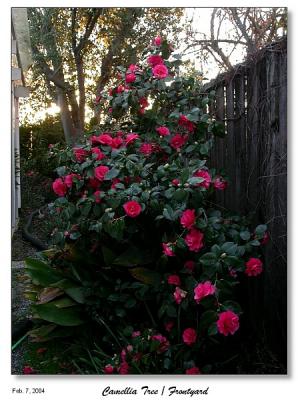 u40/bryan_murahashi/medium/26407493.020704_DSCN3939_RedCamelliaTree_smllWP.jpg