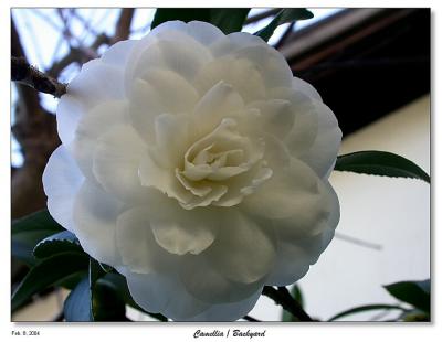 Camellia Blossom