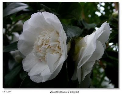 Camellia Blossoms