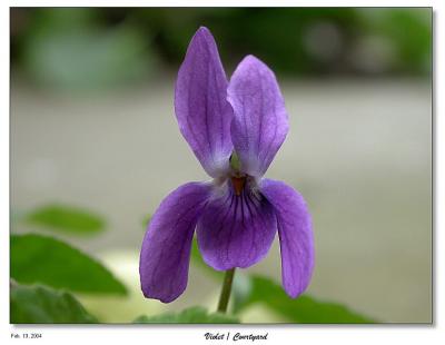 Tiny Violet flower