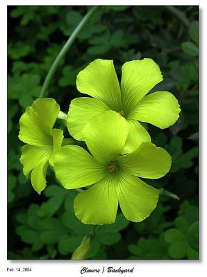 u40/bryan_murahashi/medium/26407500.021404_DSCN4274_Clovers_smllWP.jpg
