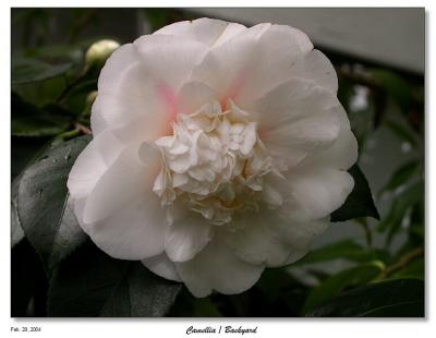 Camellia Blossom