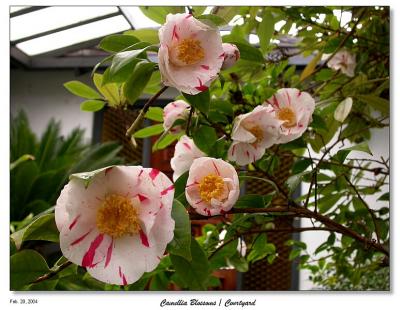 Camellia Blossoms