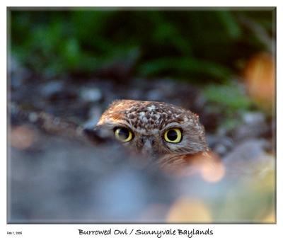 Intense Eyes of the Burrowed Owl
