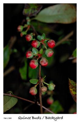 Quince Buds