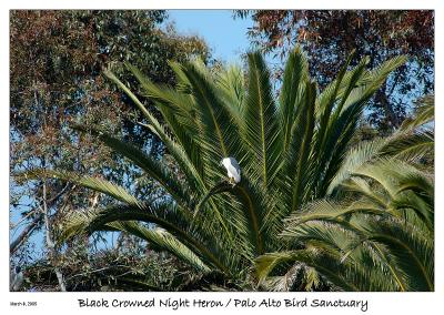 Black Crowned Night Heron