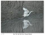 Egret Take-Off, Black Pencil