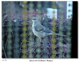 Sparrow thru the Window