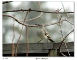 Sparrow