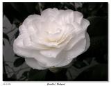 Camellia Blossom
