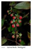 Quince Buds