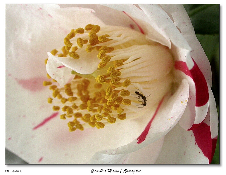 Camellia Macro